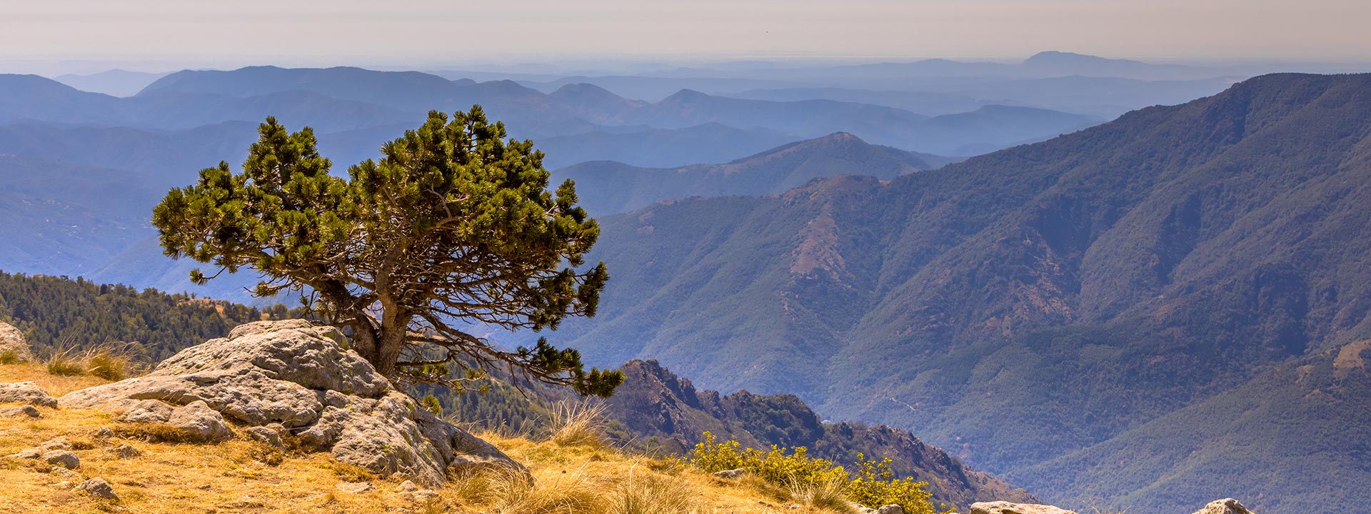 mont aigoual paysage