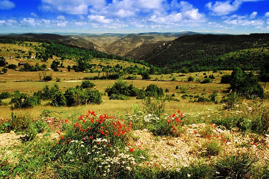 paysage cevennes